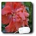 WhiteOak Photography Floral Prints - A Beautiful peach colored Hibiscus - Mouse Pads