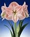 Amaryllis Hippeastrum Salmon Flower Bulb 28/30cm
