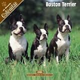 2008 Boston Terrier 2008 16 Month Wall Calendar **IN STOCK NOW**