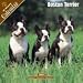 boston terrier - 2008 Boston Terrier 2008 16 Month Wall Calendar **IN STOCK NOW**