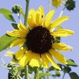 Helianthus annuus (Annual Sunflower) - Bulk Wildflower Seeds