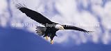 Window Graphic - 30x65 Eagle in Flight