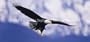 Window Graphic - 30x65 Eagle in Flight