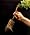 David's Garden Tool Seed Starter Organic DOT Pot Round 3 1/8 Inches by 3 1/8 Inches Tall 90 Pots per Order