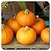 High Mowing 100% Certified Organic New England Pie Pumpkin Seeds