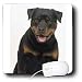 rottweiler3  - Dogs Rottweiler Rottweiler Mouse Pads