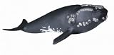 Schleich Right Whale