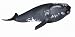 Schleich Right Whale