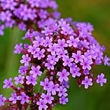 Organic Verbena Bonariensis - 150 Seeds - Perennial