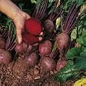 SUTTONS SEEDS: Beetroot Globe 2 (Pack of 250) (250 seeds)