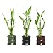 Set of Three, 3 Piece Lucky Bamboo Arrangements in Bamboo Style Mini Ceramic Vases
