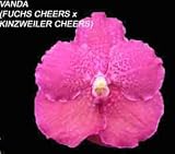 Vanda (Fuchs Cheer X Kinzweiler Cheers) 1606H