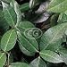 Trachelospermum asiaticum (Asiatic Jasmine, Asian Jasmine, Dwarf Jasmine, Japanese Star Jasmine) {50 Bare Root plants, $0.87 each plant}