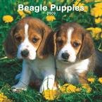 Beagle Puppies 2009 Wall Calendar