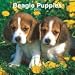   - Beagle Puppies 2009 Wall Calendar