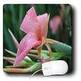 WhiteOak Photography Floral Prints - Pink Cannas Pink Flowers - Mouse Pads