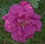 Pavement, Purple (own root) (Rosa Hybrid Rugosa) - Bare Root Rose