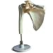 Nasco Shoulder Joint Model w/ Ligaments * Each * Model # SB37697U