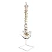 Wellden Medical Anatomical Classic Spine Model with Femur Heads, Flexible, Life Size, 80cm/31.5