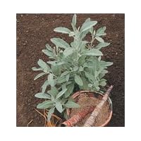 David's Organic Medicinal Herb Sage White (Salvia Apiana) 100 Seeds per Packet