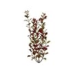 Ludwigia Aquarium Plant, 6" Red