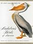 Audubon's Birds of America