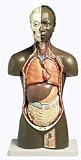 African Torso Model male, 11 part