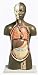 African Torso Model male, 11 part