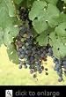 Cabernet Sauvignon Grape Vine One Gallon
