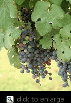 Cabernet Sauvignon Grape Vine One Gallon