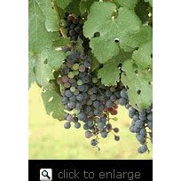 Cabernet Sauvignon Grape Vine One Gallon