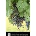 Cabernet Sauvignon Grape Vine One Gallon