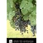 Cabernet Sauvignon Grape Vine One Gallon