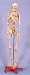 Life Size Human Skeleton Model