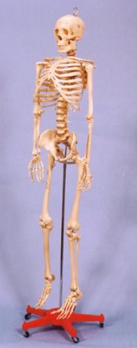 Life Size Human Skeleton Model