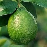 2-3 Year Old Dwarf Persian Lime Tree in Grower's Pot, 3 Year Warranty