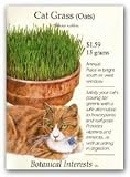 Cat Grass (Oats) Seeds - 45 grams
