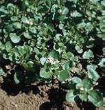 Cress Watercress 1350 Seeds per Packet
