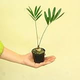 観葉植物：ソテツ　フロリダーナ　ザミア