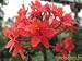 Epidendrum Joseph Lii Starter Orchid Plant