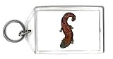 Keychain with mudpuppy, swimming, salamander, brown, amphibian
