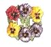 double switch decorative switch plate cover - Pansy Bouquet, double decorative switch plate