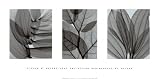 Leaf Collection Floral & Botanical Art Poster Print by Steven N. Meyers, 32×16