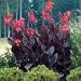Canna 'Australia' Bulb
