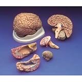 Budget Brain With Arteries Model (model AC20C)