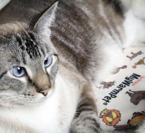 Cat using pet warming pad