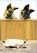 German Shepherds And Cat Birthday Card