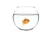 A Golden Fish in a Bowl against White Background - 36
