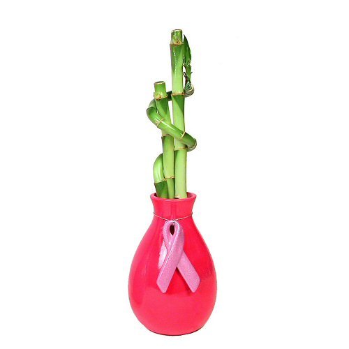 Lucky Bamboo Plant Arrangement, 3 Stalks, 6