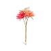 Pearlessence Flora' Reeds, Dahlia